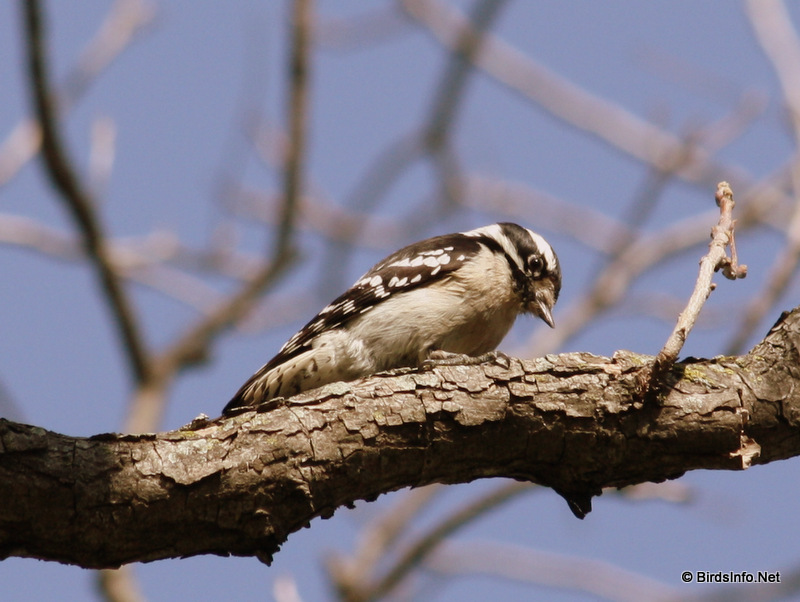 Downy Woodpecker